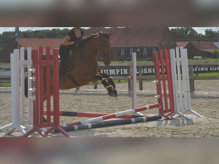 Sonstige Rassen Wallach 7 Jahre 168 cm Brauner in Breda