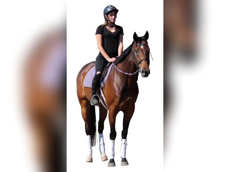 Sonstige Rassen Wallach 7 Jahre 168 cm Rotbrauner in Fort Collins