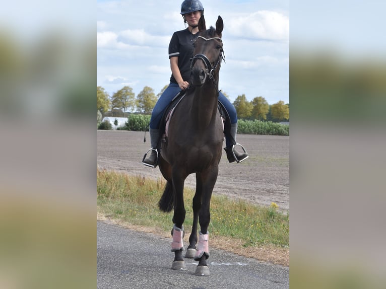 Sonstige Rassen Wallach 7 Jahre 170 cm Dunkelbrauner in Achtmaal