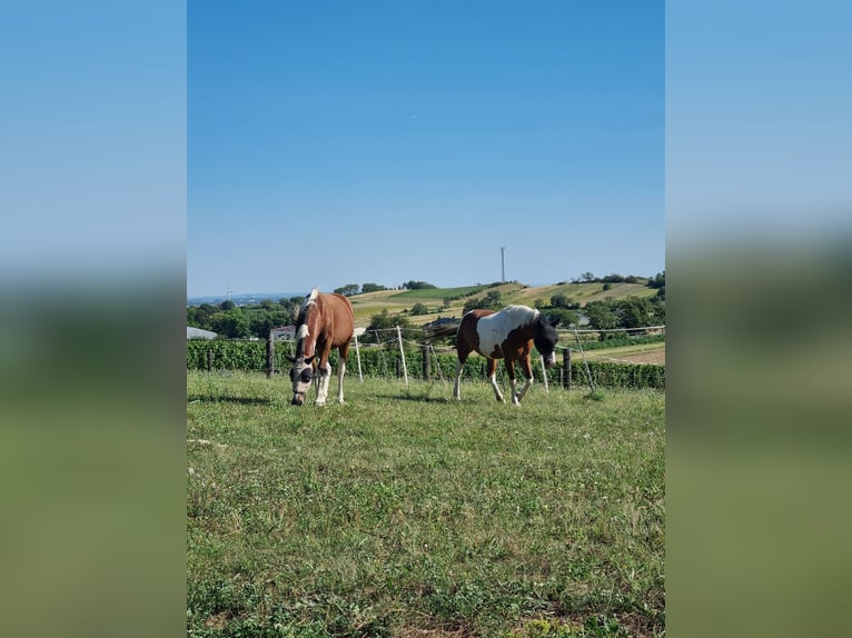 Sonstige Rassen Wallach 7 Jahre in Putzing Sonstige Rassen Wallach 7 Jahre in Putzing