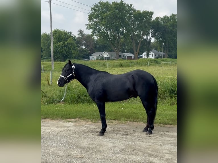 Sonstige Rassen Wallach 7 Jahre Rappe in Rochester