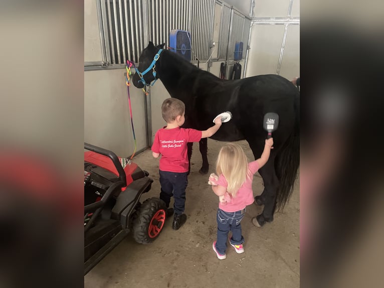 Sonstige Rassen Wallach 7 Jahre Rappe in Rochester Sonstige Rassen Wallach 7 Jahre Rappe in Rochester