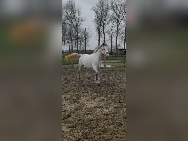 Sonstige Rassen Mix Wallach 7 Jahre White in Melsele