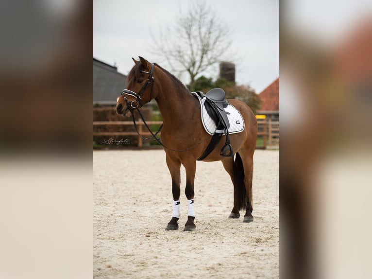 Sonstige Rassen Wallach 8 Jahre 129 cm Brauner in Harlingen