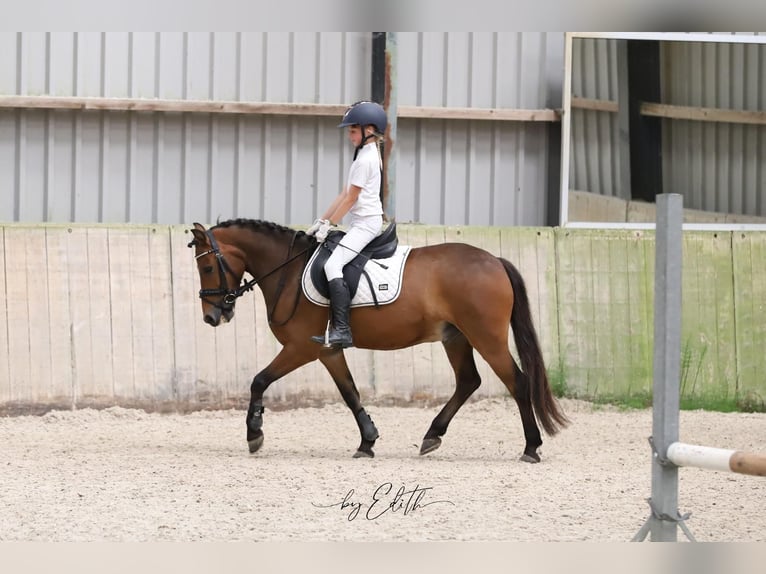 Sonstige Rassen Wallach 8 Jahre 129 cm Brauner in Harlingen