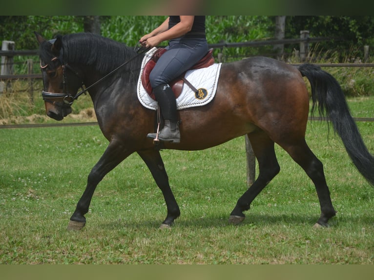 Sonstige Rassen Wallach 8 Jahre 140 cm Brauner in Breda