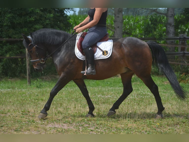 Sonstige Rassen Wallach 8 Jahre 140 cm Brauner in Breda
