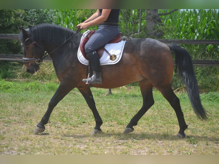Sonstige Rassen Wallach 8 Jahre 140 cm Brauner in Breda