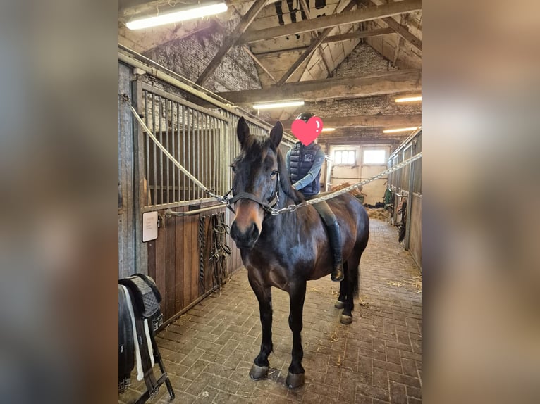 Sonstige Rassen Wallach 8 Jahre 140 cm Brauner in Breda