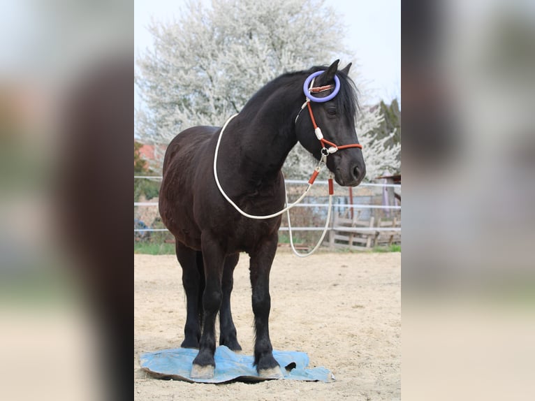 Sonstige Rassen Wallach 8 Jahre 142 cm Rappe in Abda