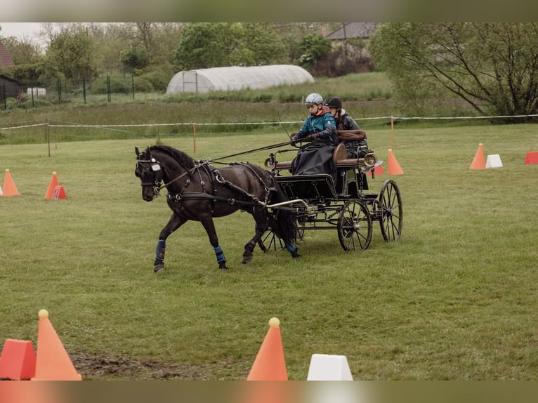 Sonstige Rassen Wallach 8 Jahre 142 cm Rappe in Abda