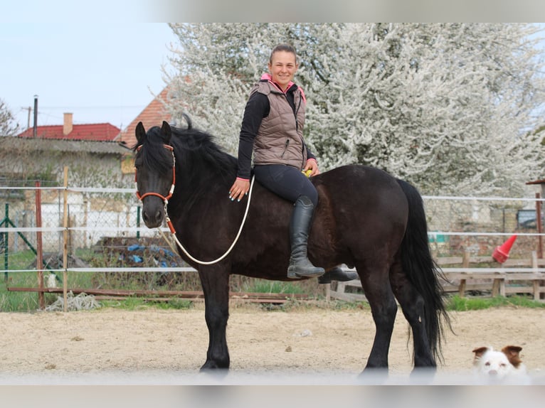 Sonstige Rassen Wallach 8 Jahre 142 cm Rappe in Abda