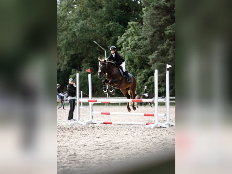Sonstige Rassen Wallach 8 Jahre 143 cm Dunkelfuchs in Salaspīls