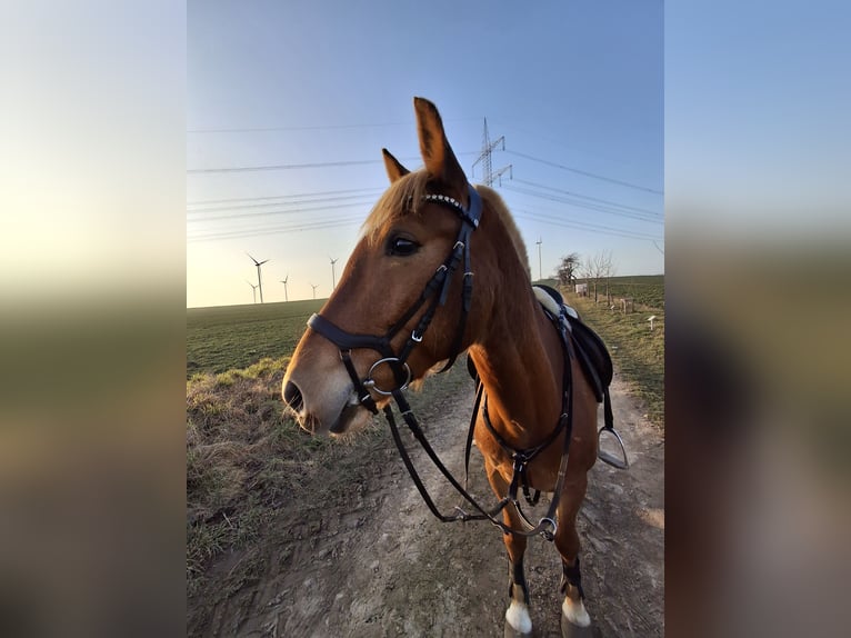 Sonstige Rassen Mix Wallach 8 Jahre 144 cm Fuchs in Naundorf