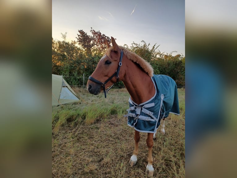 Sonstige Rassen Mix Wallach 8 Jahre 144 cm Fuchs in Naundorf
