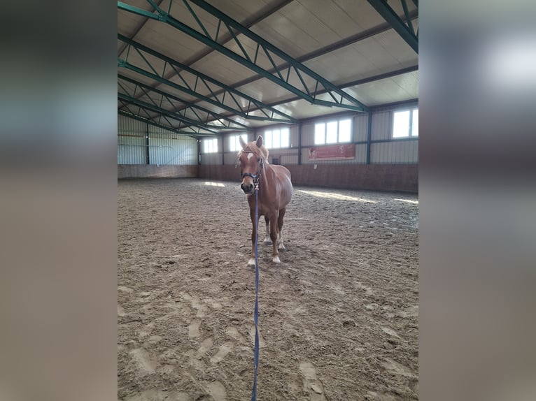Sonstige Rassen Mix Wallach 8 Jahre 144 cm Fuchs in Naundorf