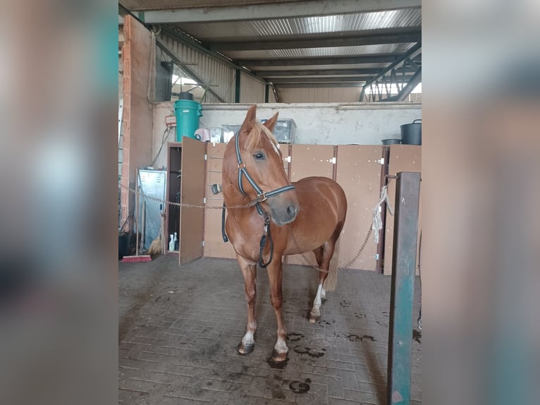 Sonstige Rassen Mix Wallach 8 Jahre 144 cm Fuchs in Naundorf