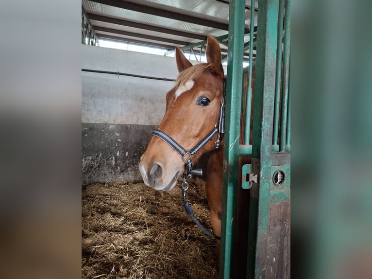 Sonstige Rassen Mix Wallach 8 Jahre 144 cm Fuchs in Naundorf