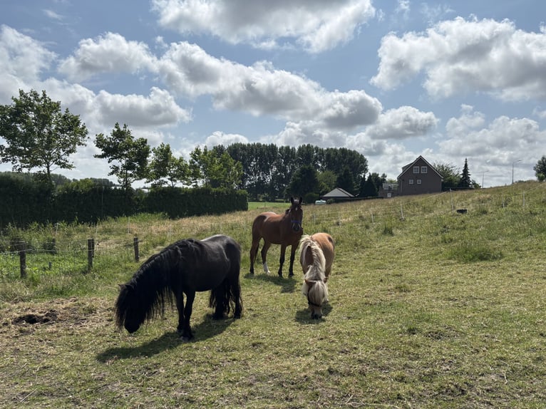Sonstige Rassen Mix Wallach 8 Jahre 145 cm Brauner in Vijfhuizen