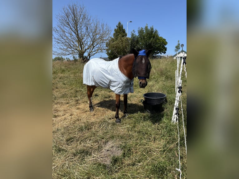 Sonstige Rassen Mix Wallach 8 Jahre 145 cm Brauner in Vijfhuizen
