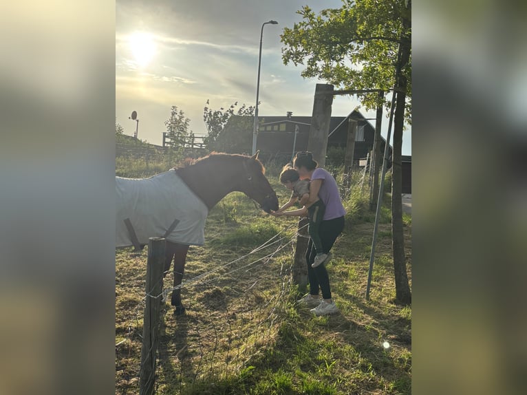 Sonstige Rassen Mix Wallach 8 Jahre 145 cm Brauner in Vijfhuizen