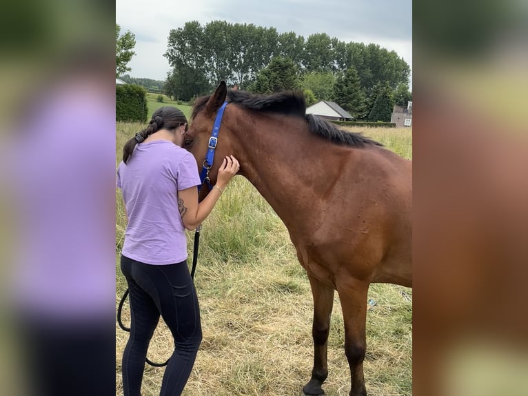 Sonstige Rassen Mix Wallach 8 Jahre 145 cm Brauner in Vijfhuizen