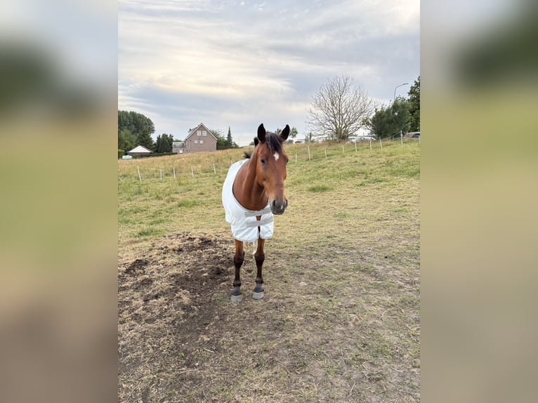 Sonstige Rassen Mix Wallach 8 Jahre 145 cm Brauner in Vijfhuizen