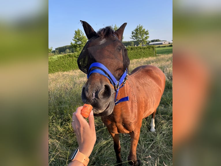 Sonstige Rassen Mix Wallach 8 Jahre 145 cm Brauner in Vijfhuizen