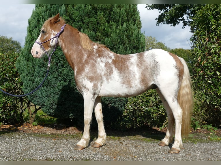 Sonstige Rassen Wallach 8 Jahre 145 cm Overo-alle-Farben in Lathen