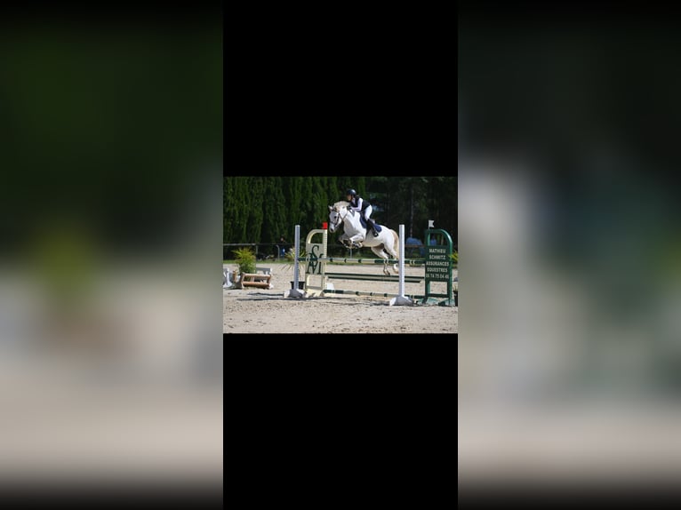 Sonstige Rassen Mix Wallach 8 Jahre 147 cm Schimmel in Nîmes