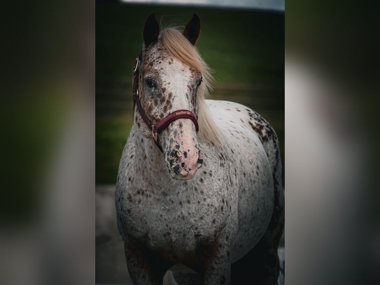 Sonstige Rassen Wallach 8 Jahre 147 cm Tigerschecke in Nettersheim