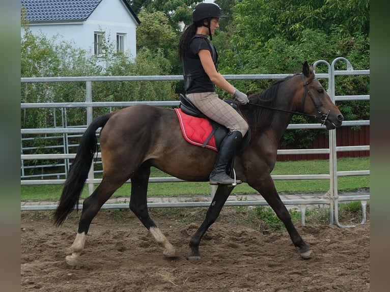 Sonstige Rassen Wallach 8 Jahre 148 cm Dunkelbrauner in Buttstädt