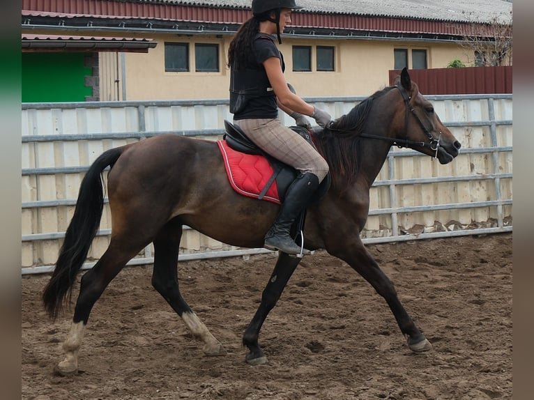 Sonstige Rassen Wallach 8 Jahre 148 cm Dunkelbrauner in Buttstädt