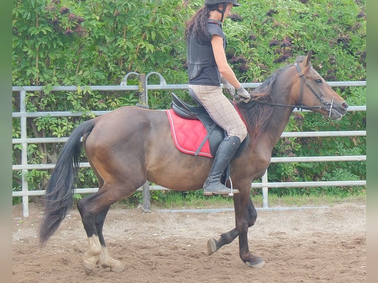 Sonstige Rassen Wallach 8 Jahre 148 cm Dunkelbrauner in Buttstädt