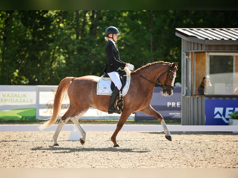 Sonstige Rassen Wallach 8 Jahre 148 cm Dunkelfuchs in Rahula