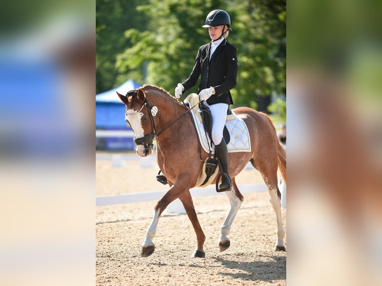 Sonstige Rassen Wallach 8 Jahre 148 cm Dunkelfuchs in Rahula