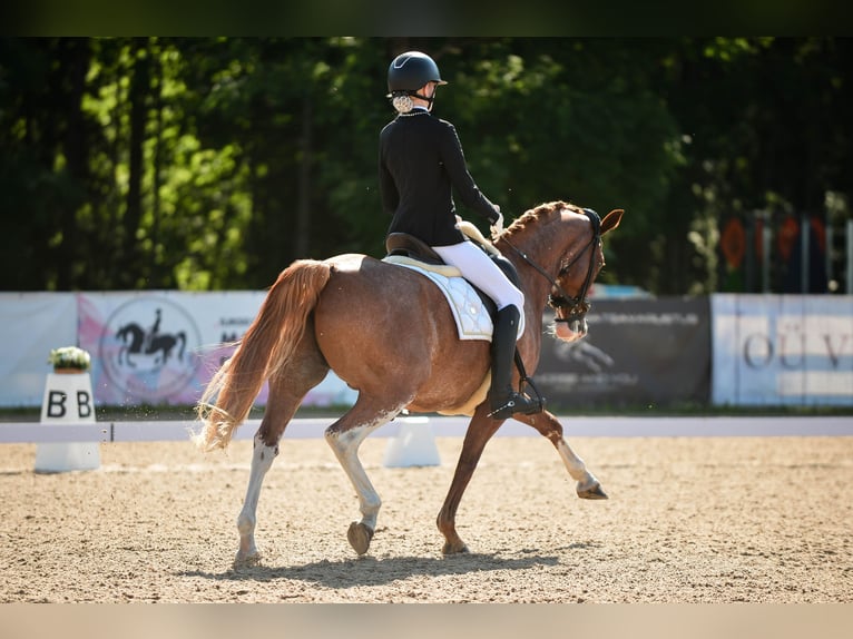 Sonstige Rassen Wallach 8 Jahre 148 cm Dunkelfuchs in Rahula