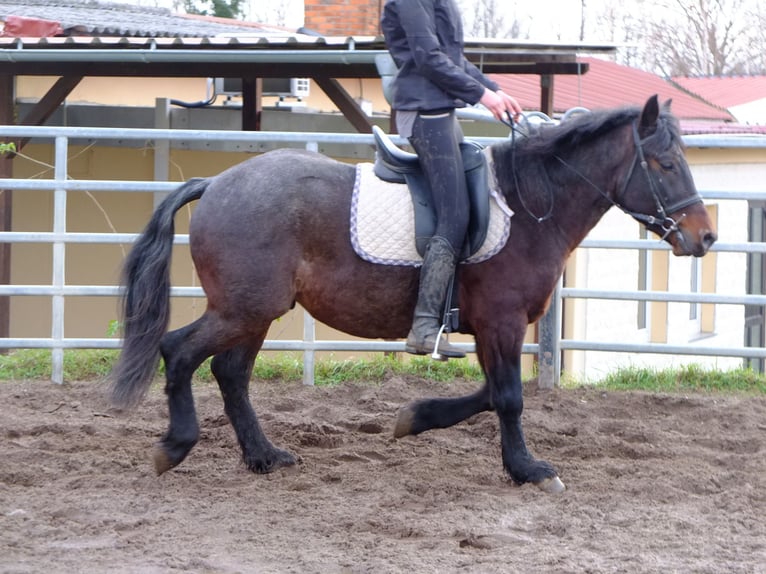 Sonstige Rassen Wallach 8 Jahre 148 cm Roan-Red in Buttstädt