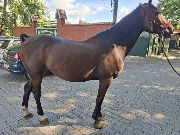 Sonstige Rassen Mix Wallach 8 Jahre 152 cm Brauner in Delbrück