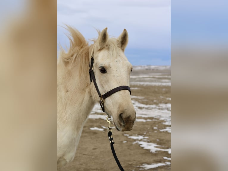 Sonstige Rassen Wallach 8 Jahre 152 cm Palomino in Fort Collins, CO