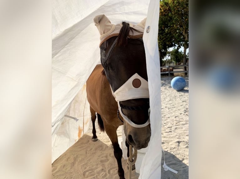 Sonstige Rassen Wallach 8 Jahre 153 cm Buckskin in Niederkr&#xFC;chten