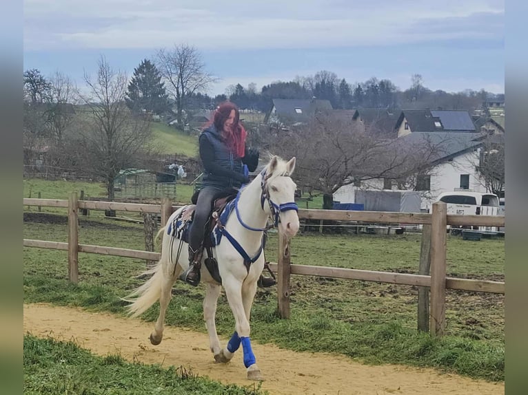 Sonstige Rassen Wallach 8 Jahre 153 cm Cremello in Linkenbach