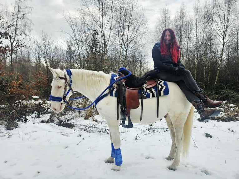 Sonstige Rassen Wallach 8 Jahre 153 cm Cremello in Linkenbach