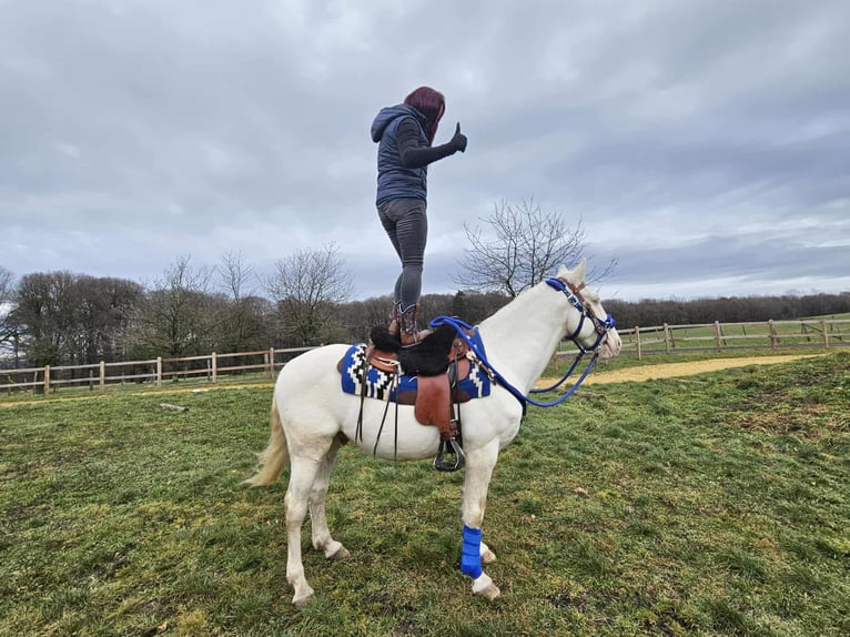 Sonstige Rassen Wallach 8 Jahre 153 cm Cremello in Linkenbach