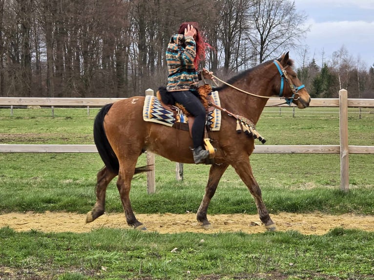 Sonstige Rassen Wallach 8 Jahre 157 cm Brauner in Linkenbach