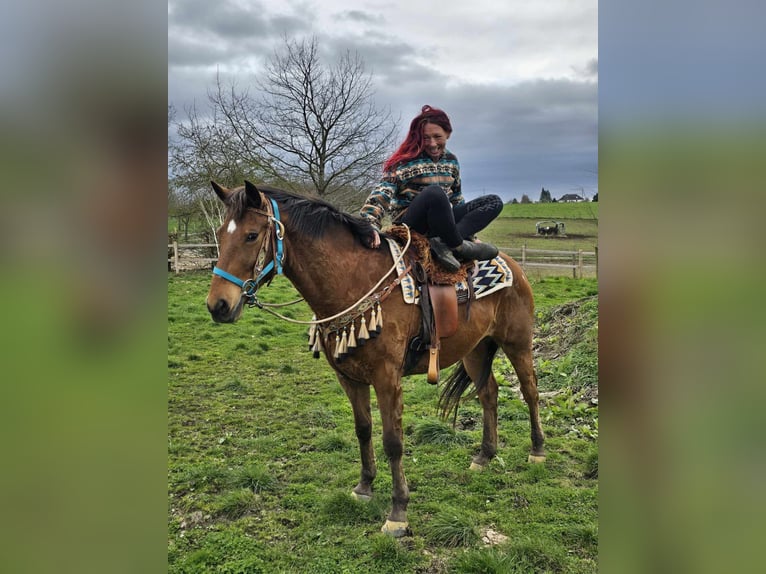 Sonstige Rassen Wallach 8 Jahre 157 cm Brauner in Linkenbach