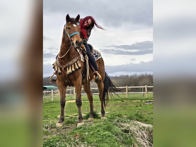 Sonstige Rassen Wallach 8 Jahre 157 cm Brauner in Linkenbach