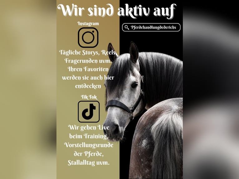 Sonstige Rassen Wallach 8 Jahre 157 cm Rappschimmel in Nettersheim