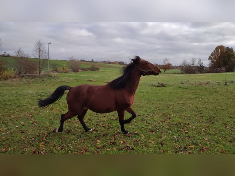 Sonstige Rassen Wallach 8 Jahre 158 cm Brauner in Ehingen