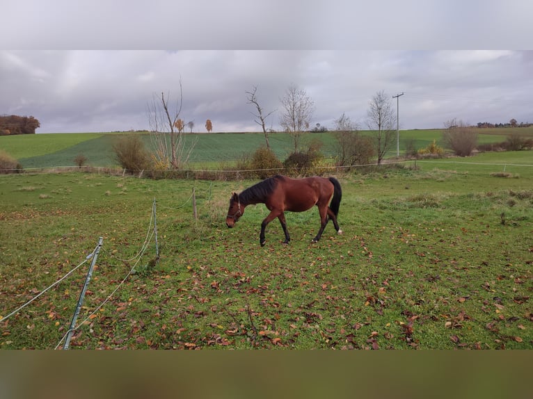 Sonstige Rassen Wallach 8 Jahre 158 cm Brauner in Ehingen